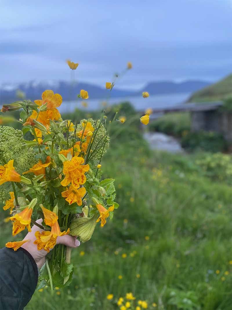 A hand holding a posy of yellow Icelandic flowers
